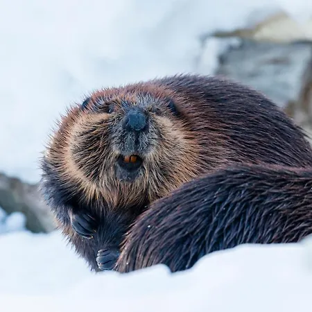 Ranua Resort Holiday Villas Ośrodek wypoczynkowy Ranua