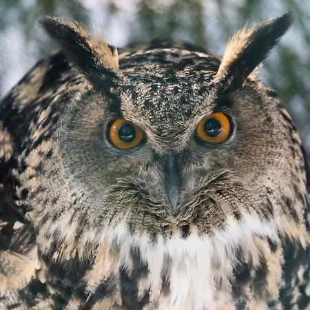 Ranua Resort Holiday Villas リゾート