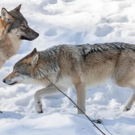 Ranua Resort Holiday Villas 4*