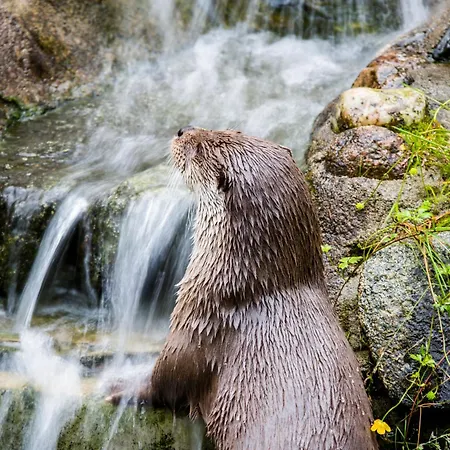 Ranua Resort Holiday Villas Resort Ranua