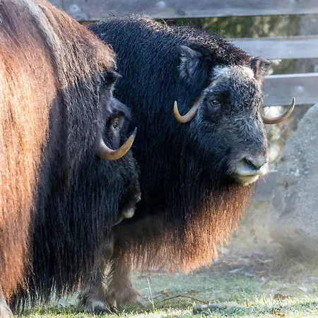 Ranua Resort Holiday Villas 4*