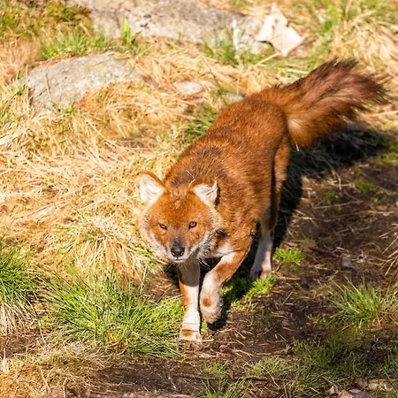 Ranua Resort Holiday Villas 4* Ranua