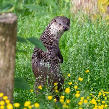 Ranua Resort Holiday Villas リゾート 4*