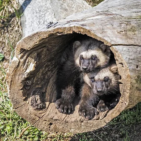 リゾート Ranua Resort Holiday Villas