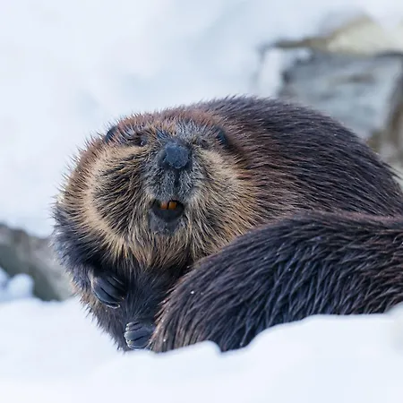 Ranua Resort Holiday Villas 4* Ranua