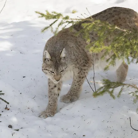 Ranua Resort Holiday Villas