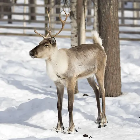 Ranua Resort Holiday Villas