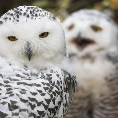 Ranua Resort Holiday Villas 4* Ranua