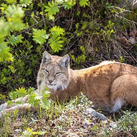 Ranua Resort Holiday Villas Ranua