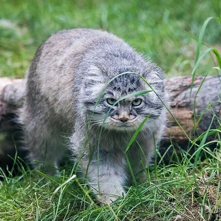 Ranua Resort Holiday Villas Resort 4*