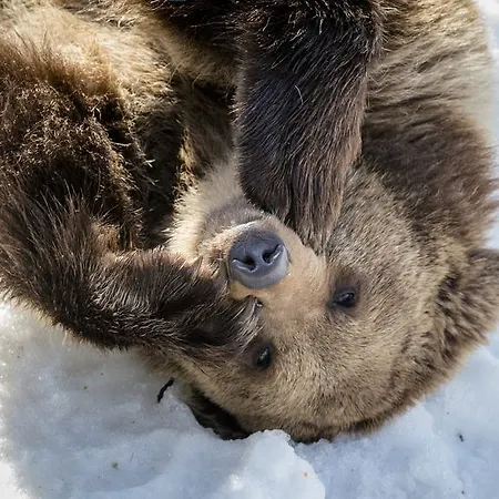 Resort Ranua Resort Holiday Villas 4*