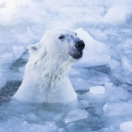 Ranua Resort Holiday Villas リゾート 4*