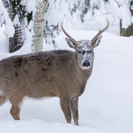 Ośrodek wypoczynkowy Ranua Resort Holiday Villas 4*