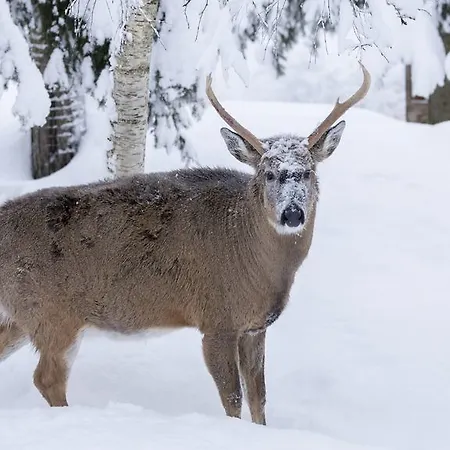 Resort Ranua Resort Holiday Villas 4*