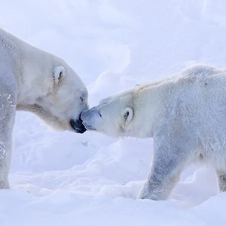 Ranua Resort Holiday Villas Resort 4*