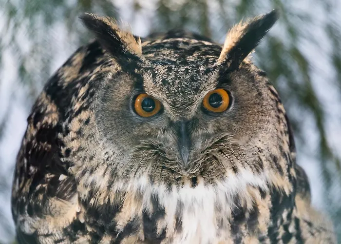 古洛古洛度假村酒店 度假村