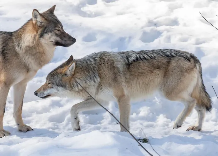 古洛古洛度假村酒店 4*