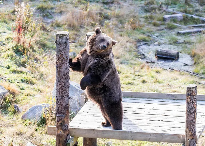 Semesteranläggning (resort) Ranua Resort Holiday Villas