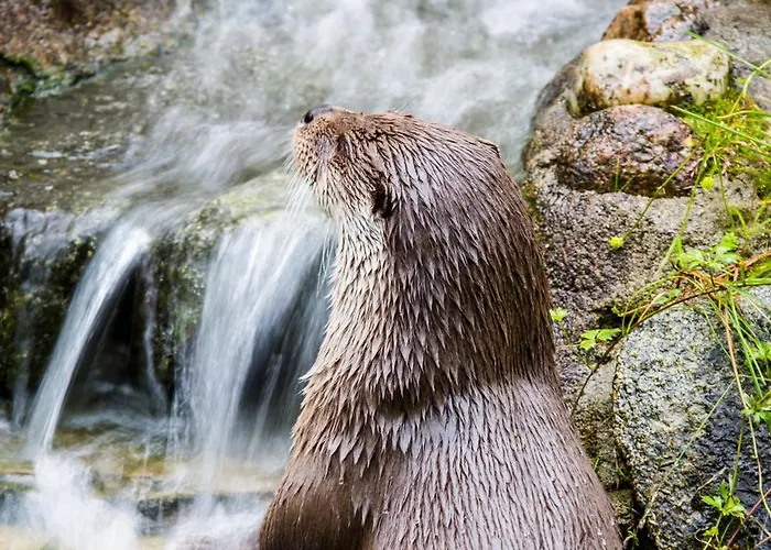 Ranua Resort Holiday Villas Semesteranläggning (resort) Ranua