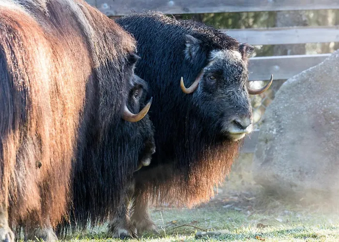 古洛古洛度假村酒店 4*