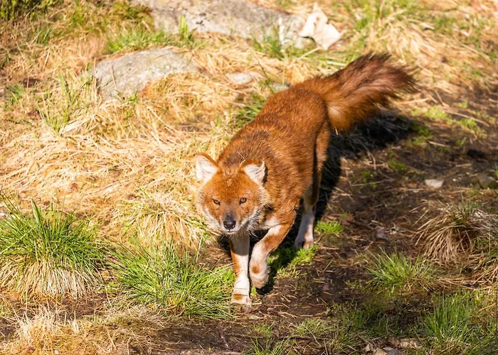 Ranua Resort Holiday Villas 4* Ranua