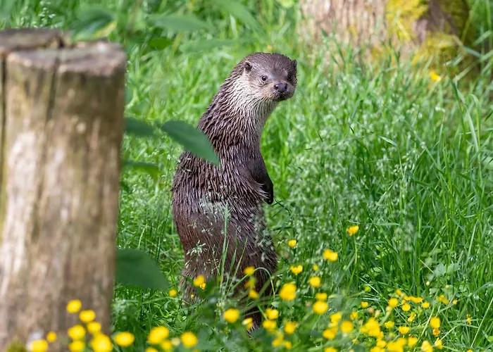 古洛古洛度假村酒店 度假村 4*