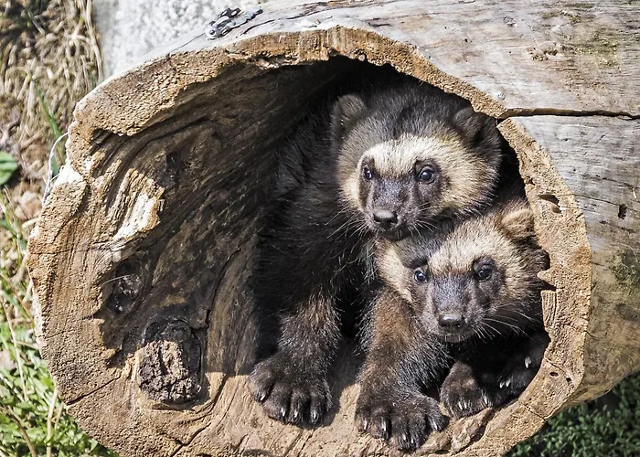 Semesteranläggning (resort) Ranua Resort Holiday Villas