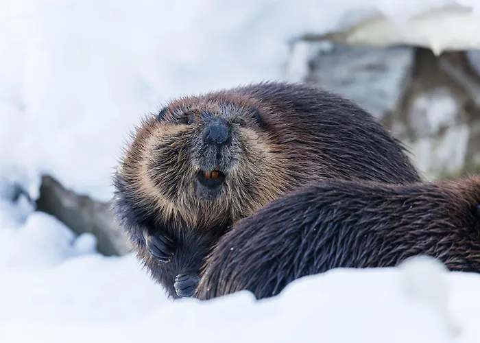 Ranua Resort Holiday Villas 4* Ranua