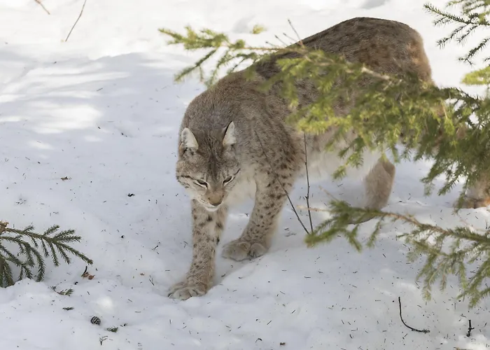 古洛古洛度假村酒店