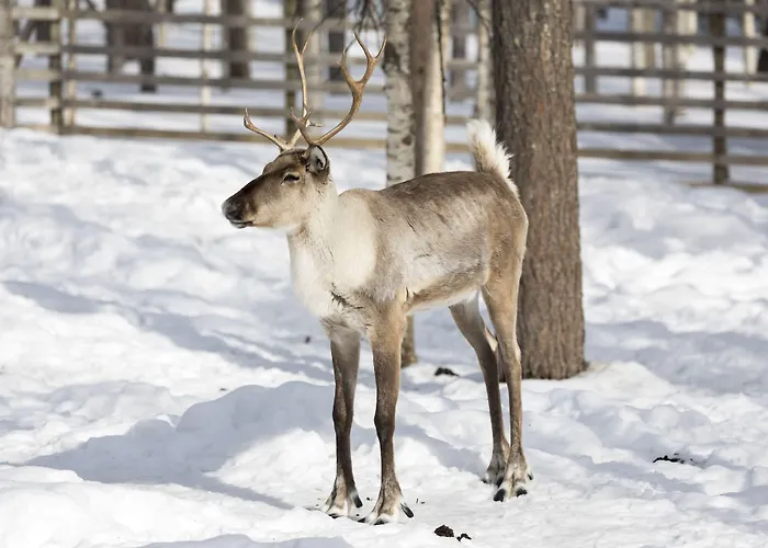 古洛古洛度假村酒店