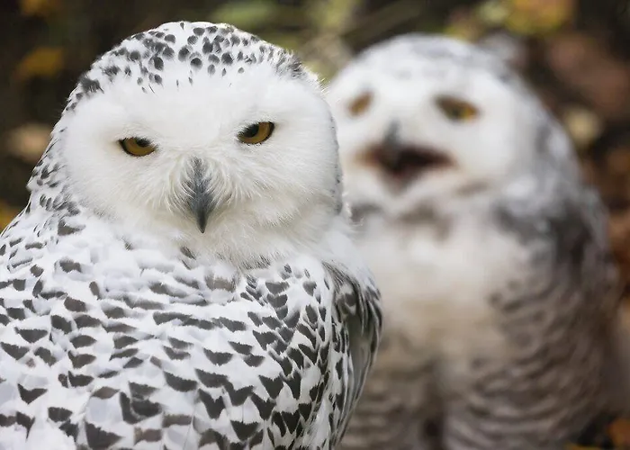 古洛古洛度假村酒店 4* 拉努阿