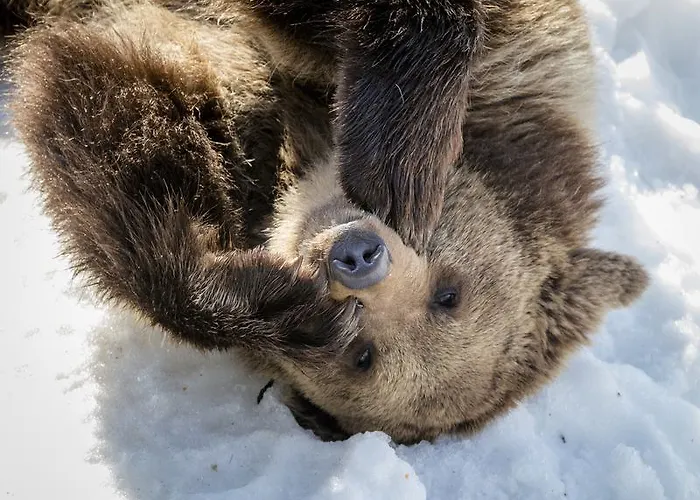 度假村 古洛古洛度假村酒店 4*