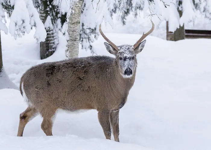 度假村 古洛古洛度假村酒店 4*