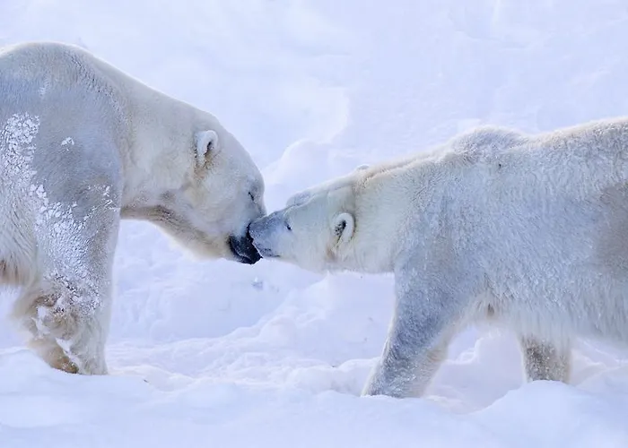 Ranua Resort Holiday Villas Semesteranläggning (resort) 4*